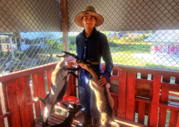 Protección de animales pecuarios durante la temporada de frío