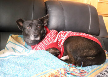 Proteja a sus mascotas en las épocas de frío