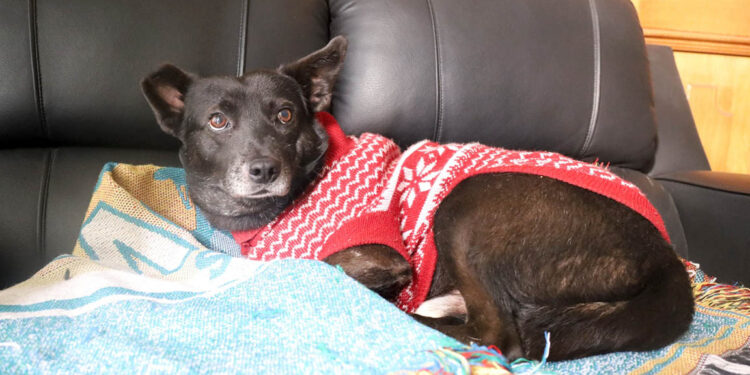 Proteja a sus mascotas en las épocas de frío