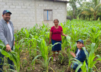 Proyectos de asociación de cultivos para mejorar la seguridad alimentaria