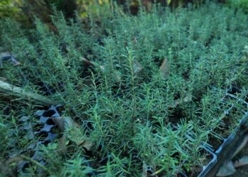 Una planta aromática, gastronómica y medicina