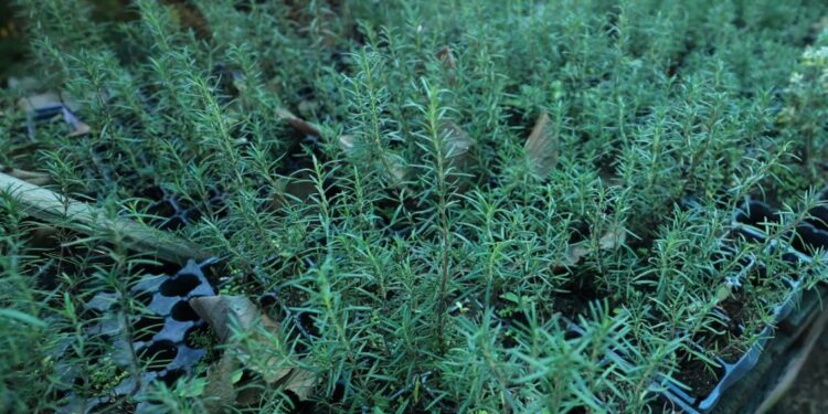 Una planta aromática, gastronómica y medicina