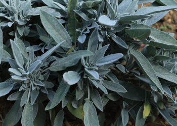Salvia, la planta utilizada en ceremonias de limpieza energética