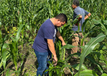 Se brinda asistencia técnica y seguimiento a Sistemas Silvopastoriles en Petén