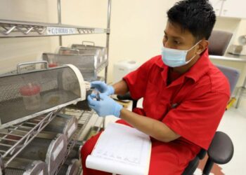 Se han dispersado 98.5 millones de moscas estériles por Gusano Barrenador del Ganado