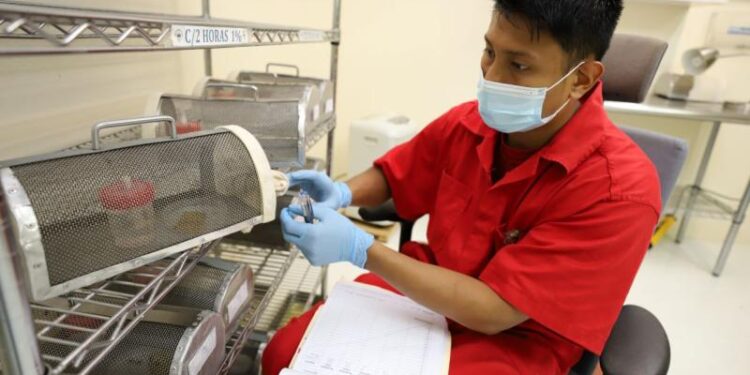 Se han dispersado 98.5 millones de moscas estériles por Gusano Barrenador del Ganado