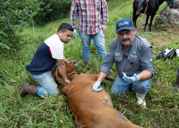 Se han inspeccionado más de 25 mil animales por el Gusano Barrenador del Ganado