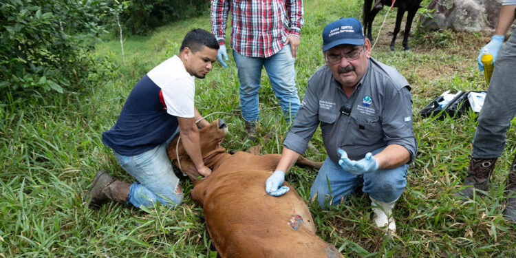 Se han inspeccionado más de 25 mil animales por el Gusano Barrenador del Ganado