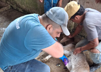 Se logra recuperar al 72% de animales afectados por el Gusano Barrenador del Ganado
