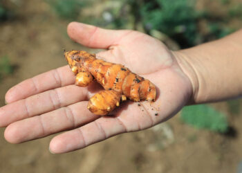 Se populariza el cultivo de cúrcuma