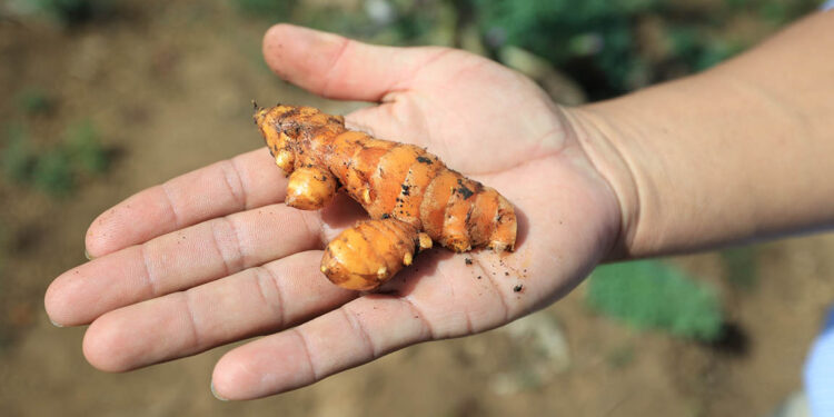 Se populariza el cultivo de cúrcuma