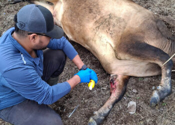 Superan los 27 mil animales inspeccionados por control del Gusano Barrenador del Ganado
