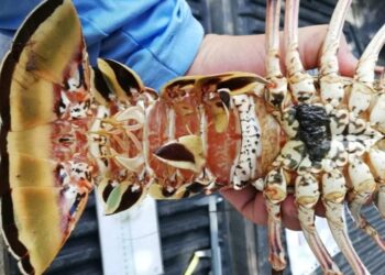 Declaran veda temporal de langosta del caribe