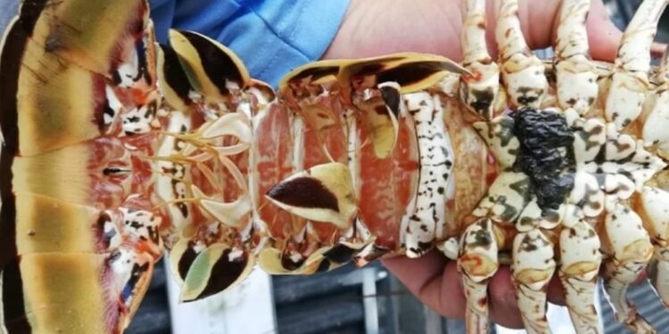 Declaran veda temporal de langosta del caribe