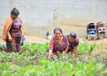 ¿Quiénes pueden ser beneficiarios del Crédito Tob’anik?