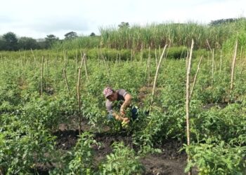 Apoyan con asistencia técnica a productores de tomate en Melchor de Mencos