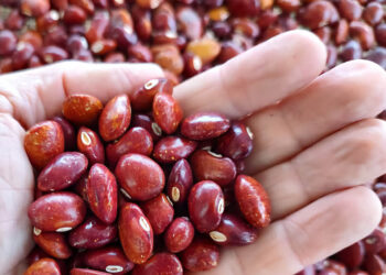 Un frijol de grano grande