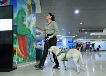Unidades caninas claves para garantizar la Sanidad Agropecuaria en aeropuerto La Aurora