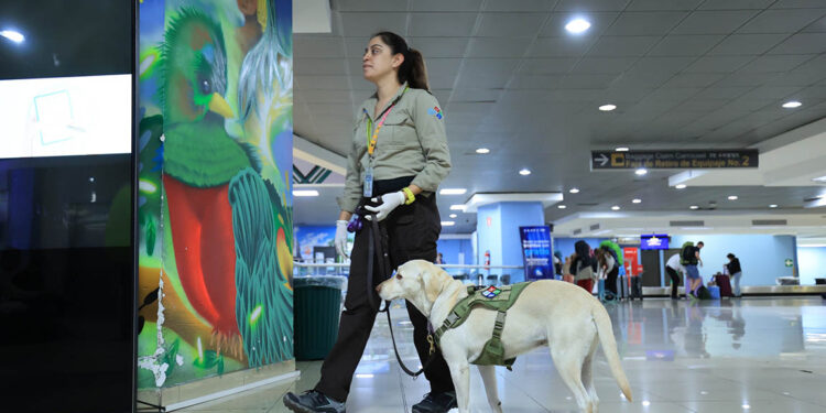 Unidades caninas claves para garantizar la Sanidad Agropecuaria en aeropuerto La Aurora