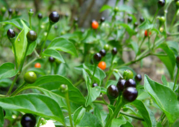 Uno de los picantes preferidos en Guatemala