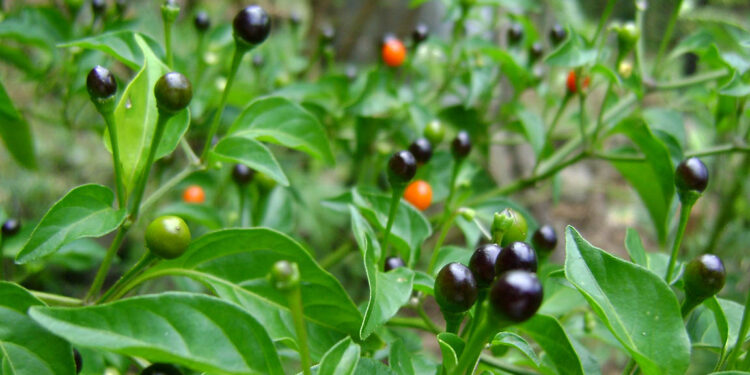 Uno de los picantes preferidos en Guatemala