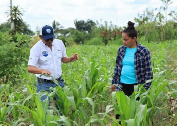 Se brindo asistencia técnica y capacitación a más de 120 mil pequeños productores