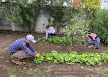 Campesino a Campesino: fomentamos el servicio cívico juvenil