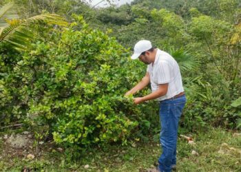 Productores de San Luis y Poptún reciben asistencia técnica