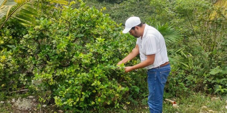 Productores de San Luis y Poptún reciben asistencia técnica
