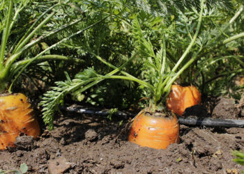 ¿Por qué consumir alimentos con antioxidantes?