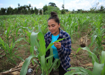 ¿Qué entidades podrán entregar el Crédito Tobanik?