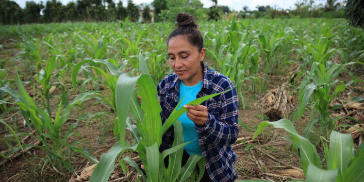 ¿Qué entidades podrán entregar el Crédito Tobanik?
