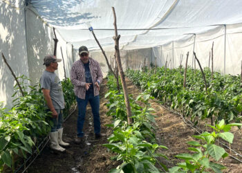 Brindan asistencia técnica acerca del manejo fitosanitario de hortalizas