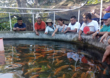 Capacitan a productores de Petén en sistemas de cultivo de tilapia