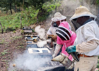 Combaten plagas y mejoran producción de miel en El Chal