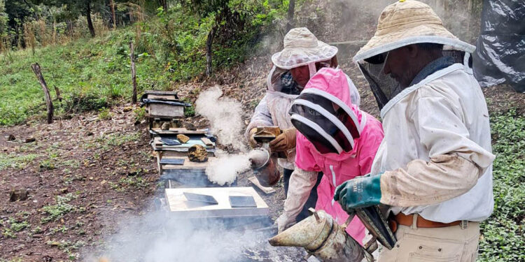 Combaten plagas y mejoran producción de miel en El Chal