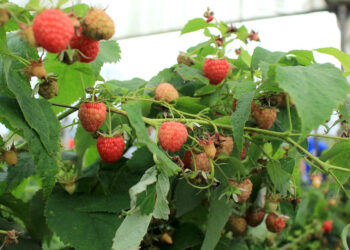 Conozca acerca de los frutos rojos