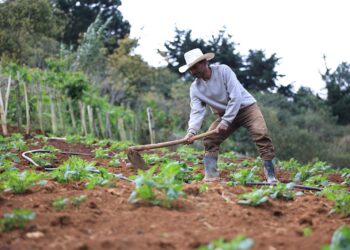 Crédito Tob’anik será un impulso para la producción agrícola