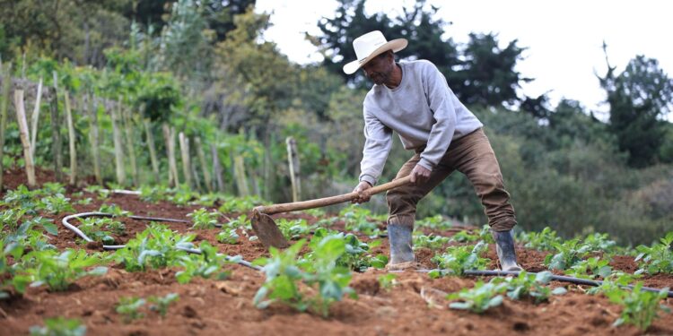 Crédito Tob’anik será un impulso para la producción agrícola