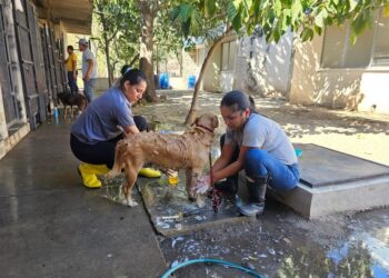 Cuidado y rehabilitación de perros en custodia temporal