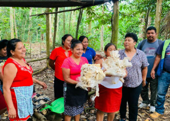 Cultivo del hongo ostra una alternativa saludable