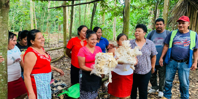 Cultivo del hongo ostra una alternativa saludable