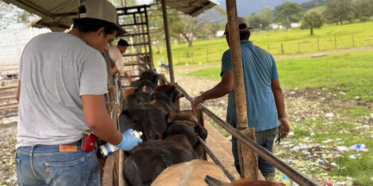 Curados más de 17 mil animales en prevención por el Gusano Barrenador del Ganado