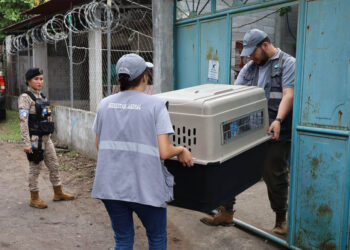 Decomisan dos perros en estado crítico de salud en Masagua, Escuintla