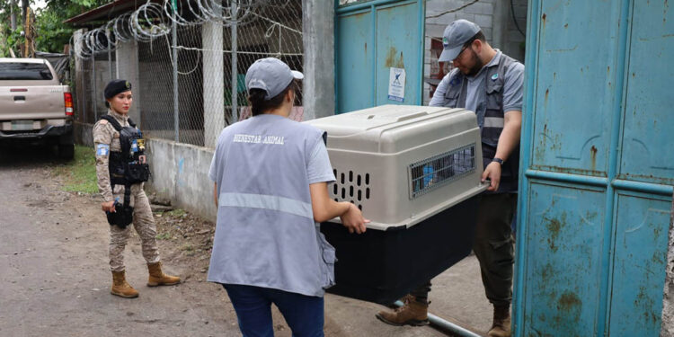 Decomisan dos perros en estado crítico de salud en Masagua, Escuintla