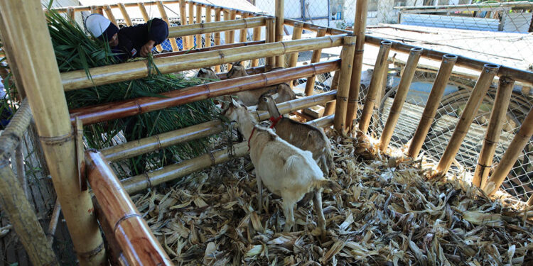 El bambú apoya el desarrollo pecuario