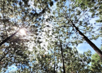 Emiten recomendaciones para el agro en el marco de conmemoración del terremoto de 1976