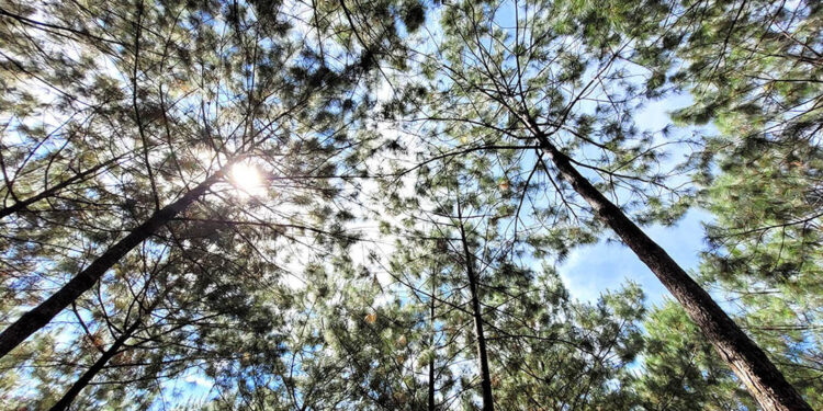 Emiten recomendaciones para el agro en el marco de conmemoración del terremoto de 1976