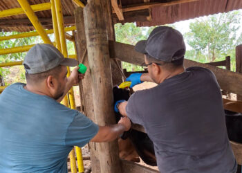 Incrementa a 32 mil 445 animales inspeccionados por Gusano Barrenador del Ganado