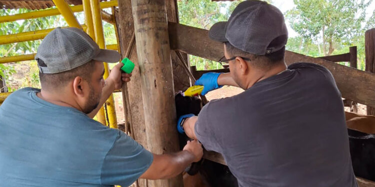 Incrementa a 32 mil 445 animales inspeccionados por Gusano Barrenador del Ganado